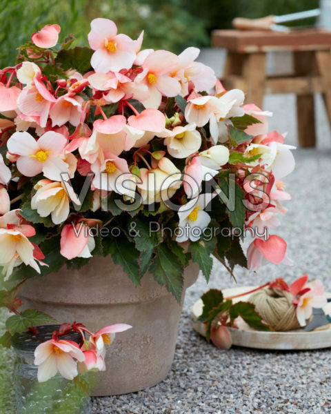 Begonia Fortuna