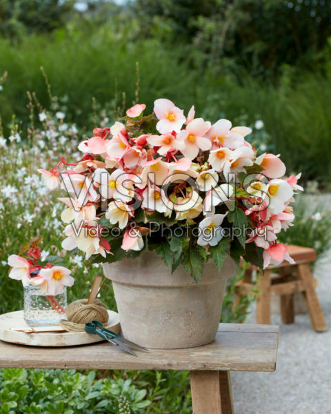 Begonia Fortuna