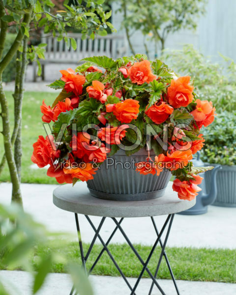 Begonia Giant Pendula Orange