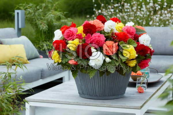 Begonia Fimbriata mixed