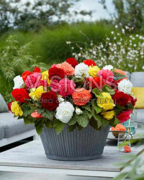 Begonia Fimbriata mixed