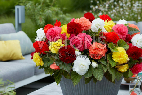 Begonia Fimbriata mixed