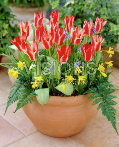 Tulipa Pinocchio Tulipa Pinocchio