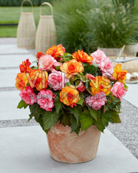 Begonia Picotee mixed Begonia Picotee mixed