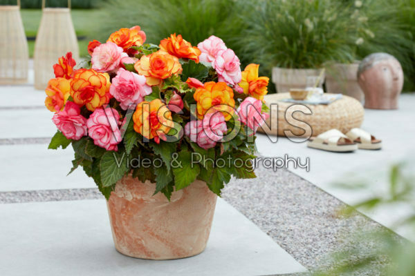 Begonia Picotee mixed Begonia Picotee mixed