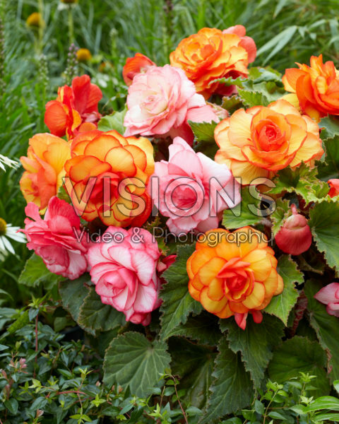 Begonia Picotee mixed Begonia Picotee mixed