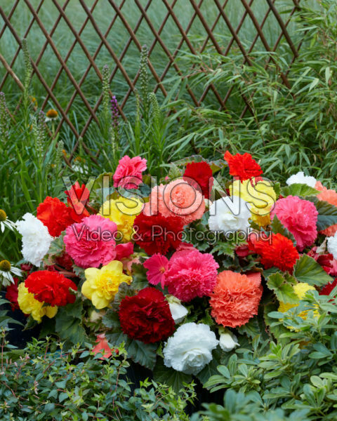 Begonia Fimbriata mixed Begonia Fimbriata mixed