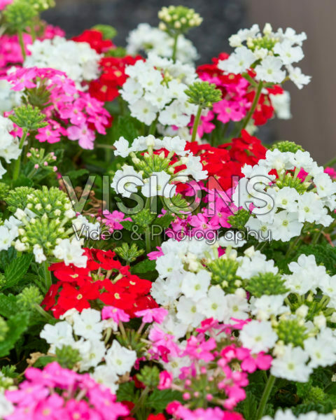 Verbena Firehouse™ MixMasters® Pink Fire Verbena Firehouse™ MixMasters® Pink Fire