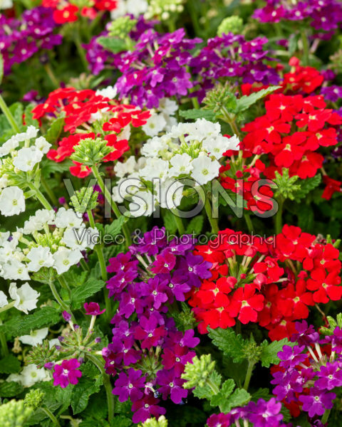Verbena Firehouse™ MixMasters® Dutch Fire Verbena Firehouse™ MixMasters® Dutch Fire