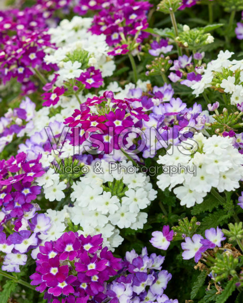 Verbena Firehouse™ MixMasters® Purple Fire Verbena Firehouse™ MixMasters® Purple Fire