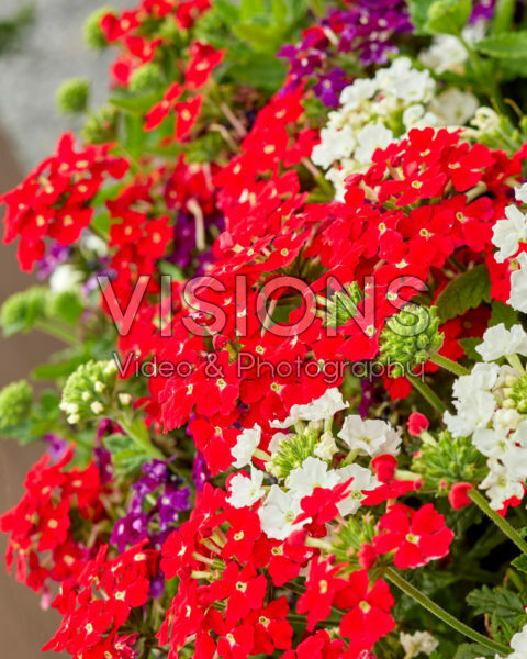 Verbena Firehouse™ MixMasters® Dutch Fire Verbena Firehouse™ MixMasters® Dutch Fire
