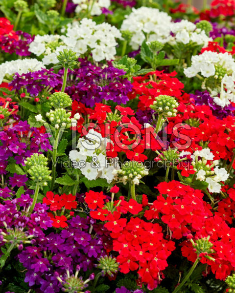 Verbena Firehouse™ MixMasters® Dutch Fire Verbena Firehouse™ MixMasters® Dutch Fire