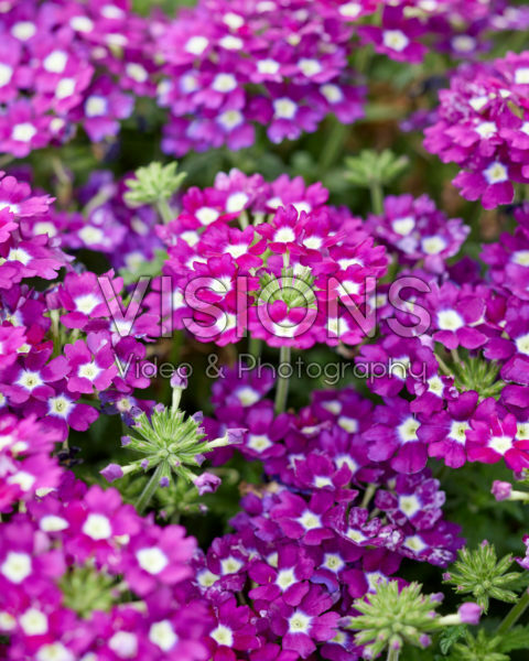 Verbena Firehouse™ Violet Eye Verbena Firehouse™ Violet Eye