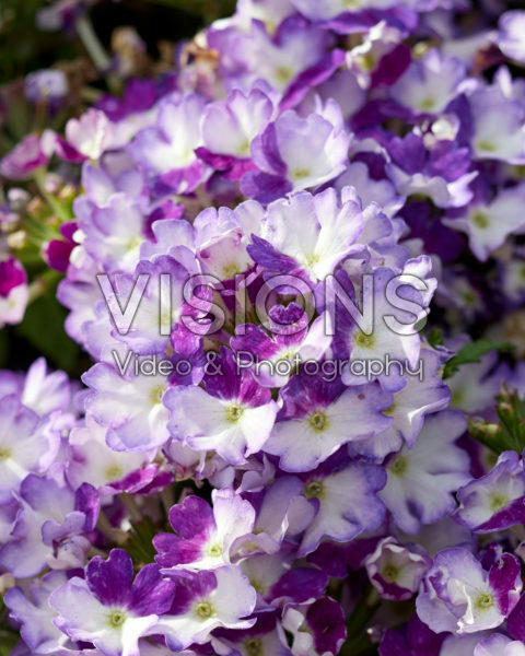 Verbena Firehouse™ Purple Fizz Impr. Verbena Firehouse™ Purple Fizz Impr.