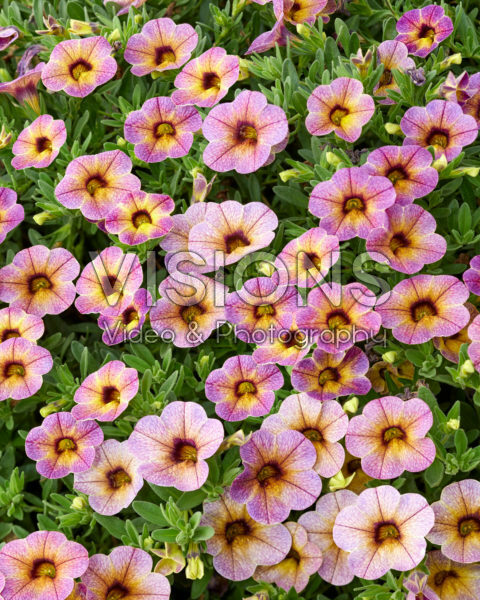 Calibrachoa parviflora Chameleon® Blueberry Scone Calibrachoa parviflora Chameleon® Blueberry Scone