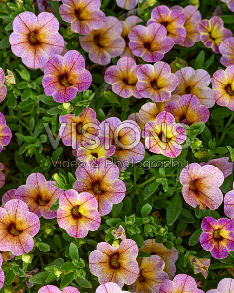 Calibrachoa parviflora Chameleon® Blueberry Scone Calibrachoa parviflora Chameleon® Blueberry Scone