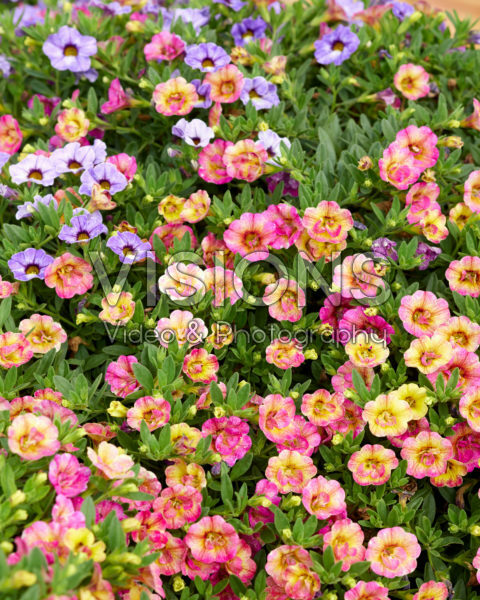 Calibrachoa parviflora Chameleon® Double Pink Yellow Calibrachoa parviflora Chameleon® Double Pink Yellow
