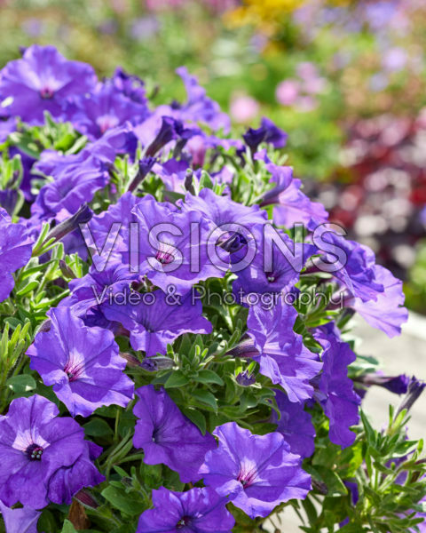 Petunia grandiflora GO!Tunia® Blue