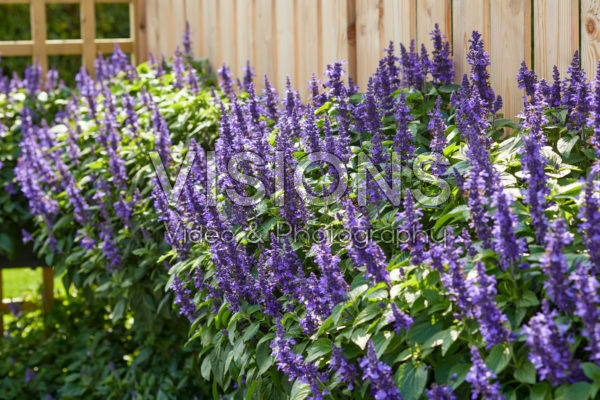 Salvia Mysty Salvia Mysty