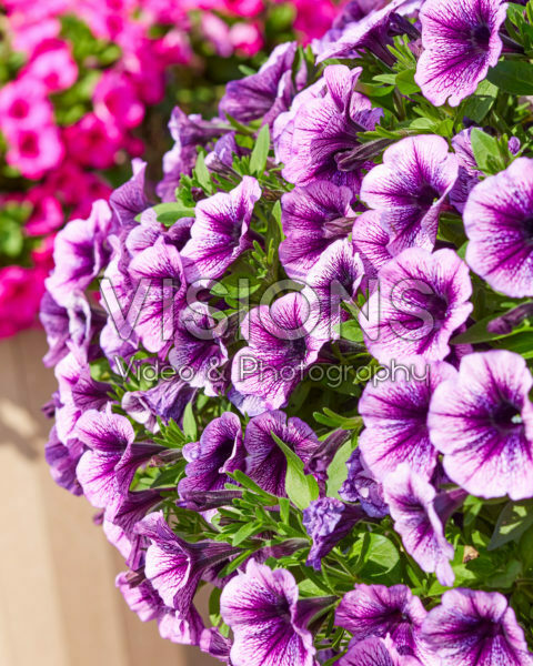 Petunia grandiflora Viva® Purple Vein Impr. Petunia grandiflora Viva® Purple Vein Impr.