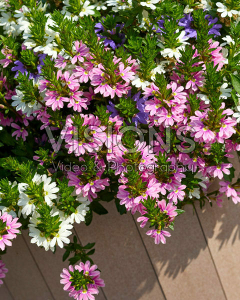 Scaevola aemula Fancy MixMasters® Fantasy