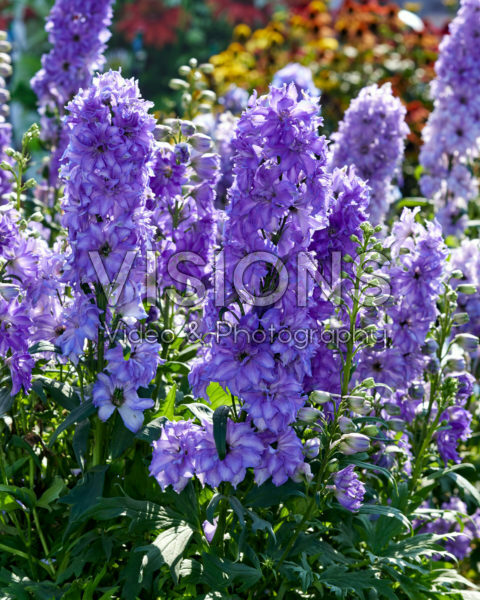 Delphinium cultorum Delgenius™ Breezin®