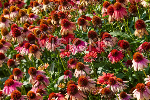 Echinacea Lakotaâ„¢ Red Echinacea Lakotaâ„¢ Red