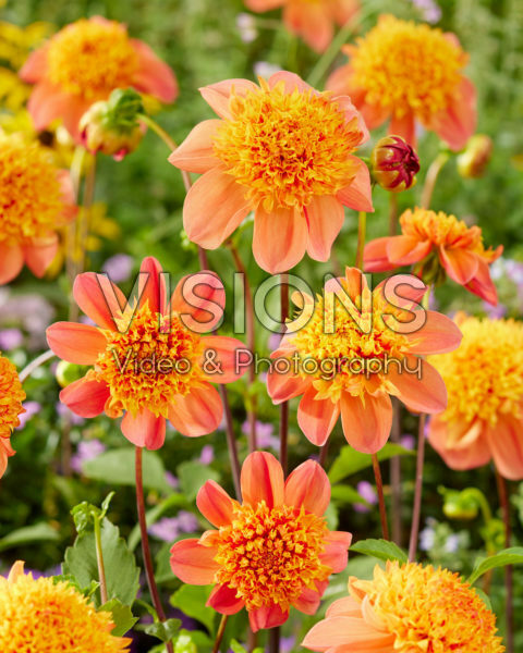 Dahlia Sword Dance