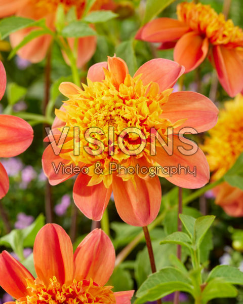 Dahlia Sword Dance Dahlia Sword Dance