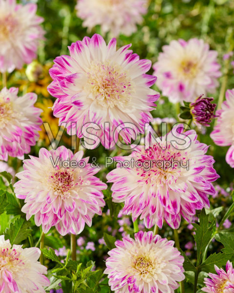 Dahlia Que Sera Dahlia Que Sera