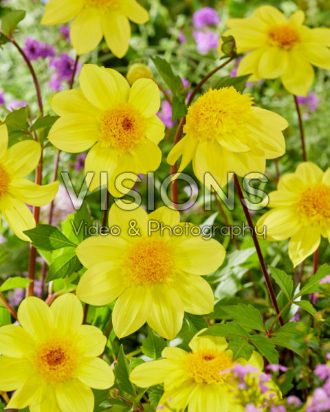 Dahlia FV Anemoon Geel Dahlia FV Anemoon Geel