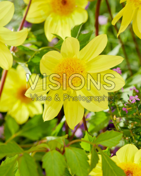 Dahlia FV Anemoon Geel Dahlia FV Anemoon Geel