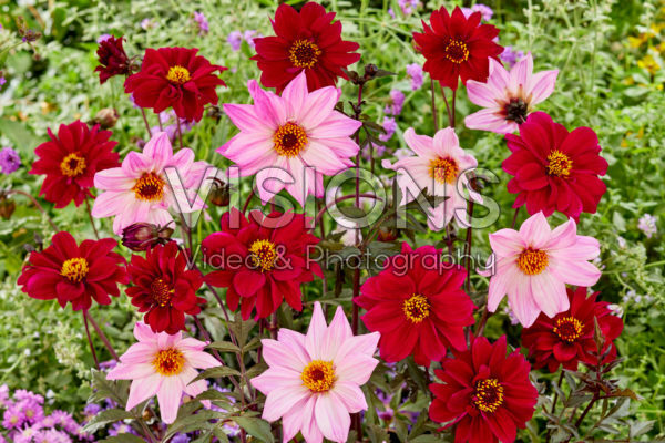 Dahlia Bishop of Leicester, Bishop of Canterbury Dahlia Bishop of Leicester, Bishop of Canterbury