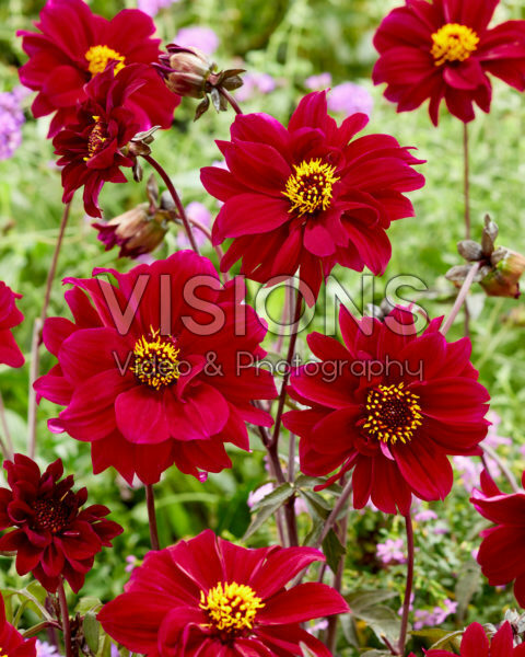 Dahlia Bishop of Canterbury Dahlia Bishop of Canterbury