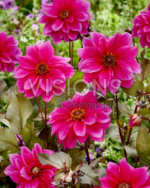 Dahlia Fascination Dahlia Fascination
