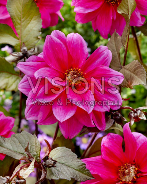 Dahlia Fascination Dahlia Fascination