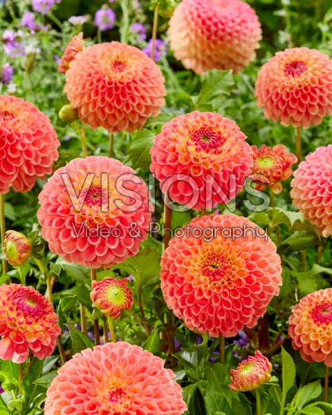 Dahlia Jowey Nicky Dahlia Jowey Nicky