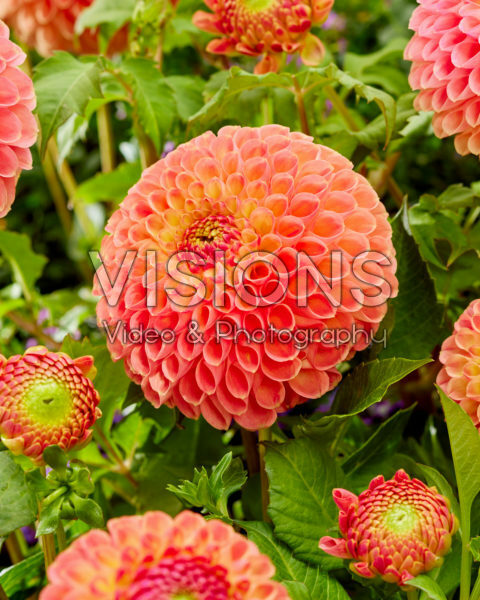 Dahlia Jowey Nicky Dahlia Jowey Nicky