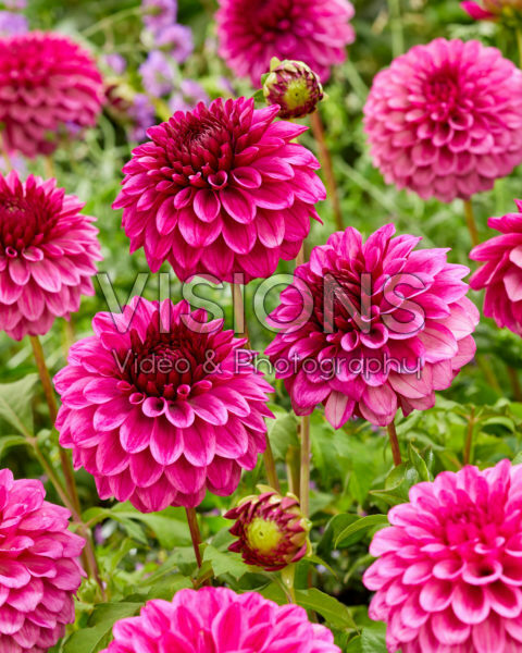 Dahlia Jowey Veronique Dahlia Jowey Veronique