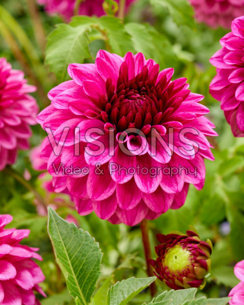 Dahlia Jowey Veronique