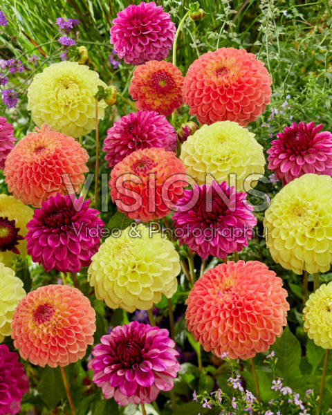 Dahlia Jowey Mix Dahlia Jowey Mix
