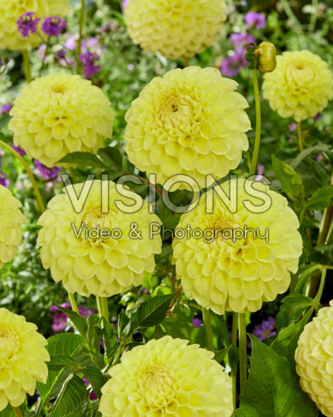 Dahlia Jowey Martina Dahlia Jowey Martina