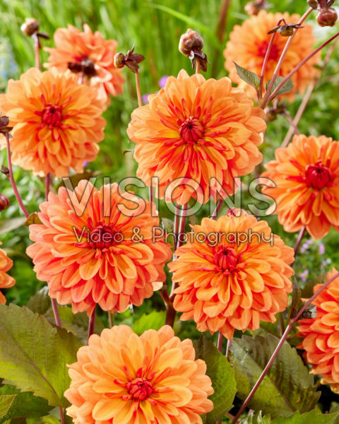 Dahlia Orange Pekoe Dahlia Orange Pekoe