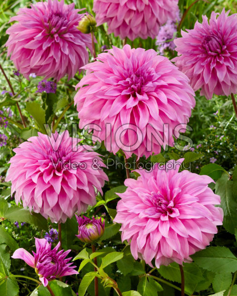 Dahlia Vassios MeggosDahlia Vassio Meggos Dahlia Vassios MeggosDahlia Vassio Meggos