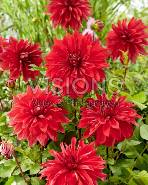 Dahlia Babylon Rood Dahlia Babylon Rood