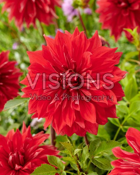 Dahlia Babylon Rood Dahlia Babylon Rood