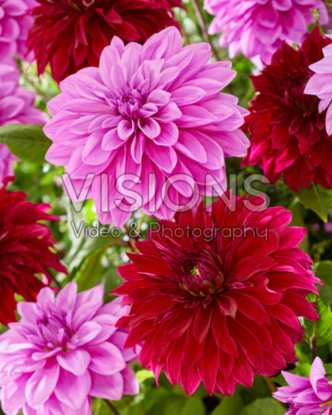 Dahlia Lilac Time, Spartacus Dahlia Lilac Time, Spartacus