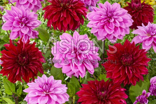 Dahlia Lilac Time, Spartacus Dahlia Lilac Time, Spartacus