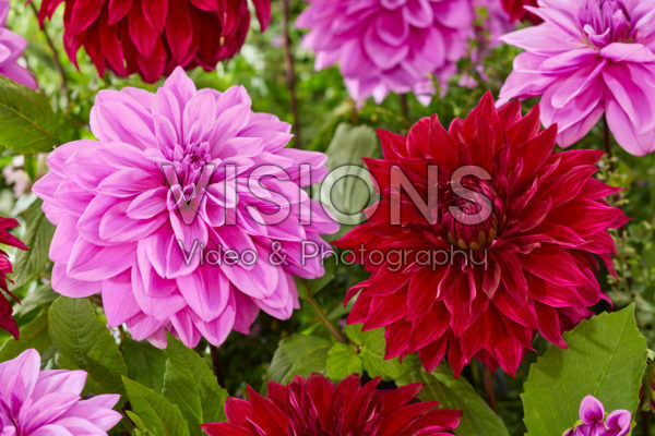 Dahlia Lilac Time, Spartacus Dahlia Lilac Time, Spartacus