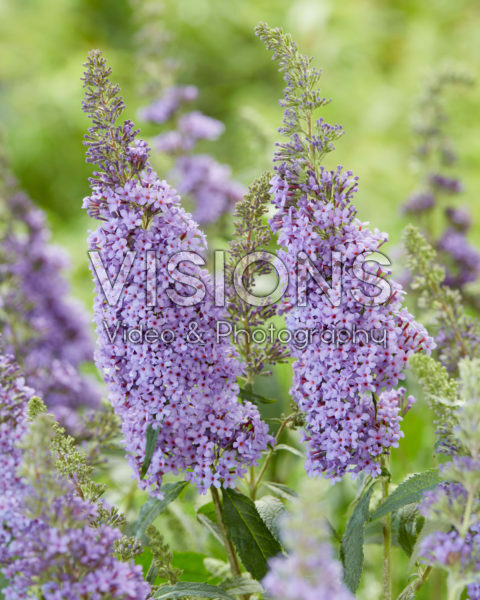 Buddleja Buzz Sky Blue Buddleja Buzz Sky Blue